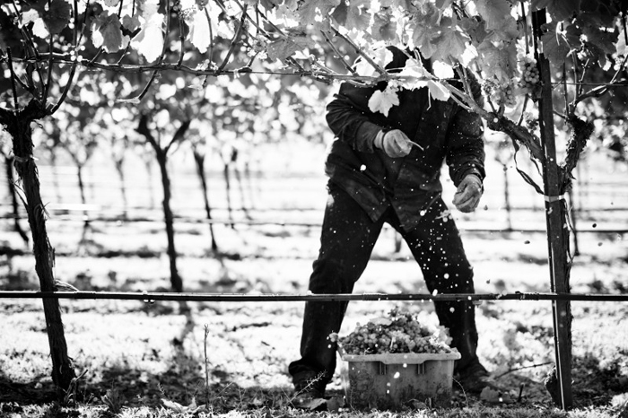Photo of a Napa vineyard worker from the official Food Chains website