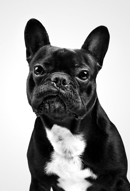 Marko Savic: Dog Portraits | Design Work Life