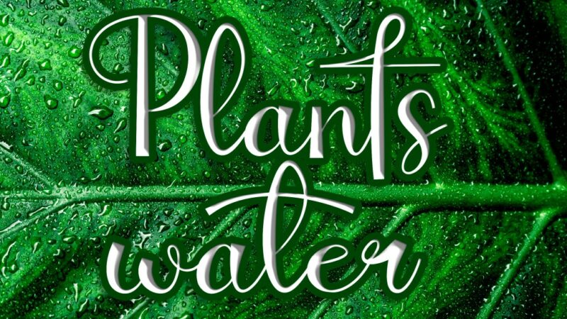 Plants Water